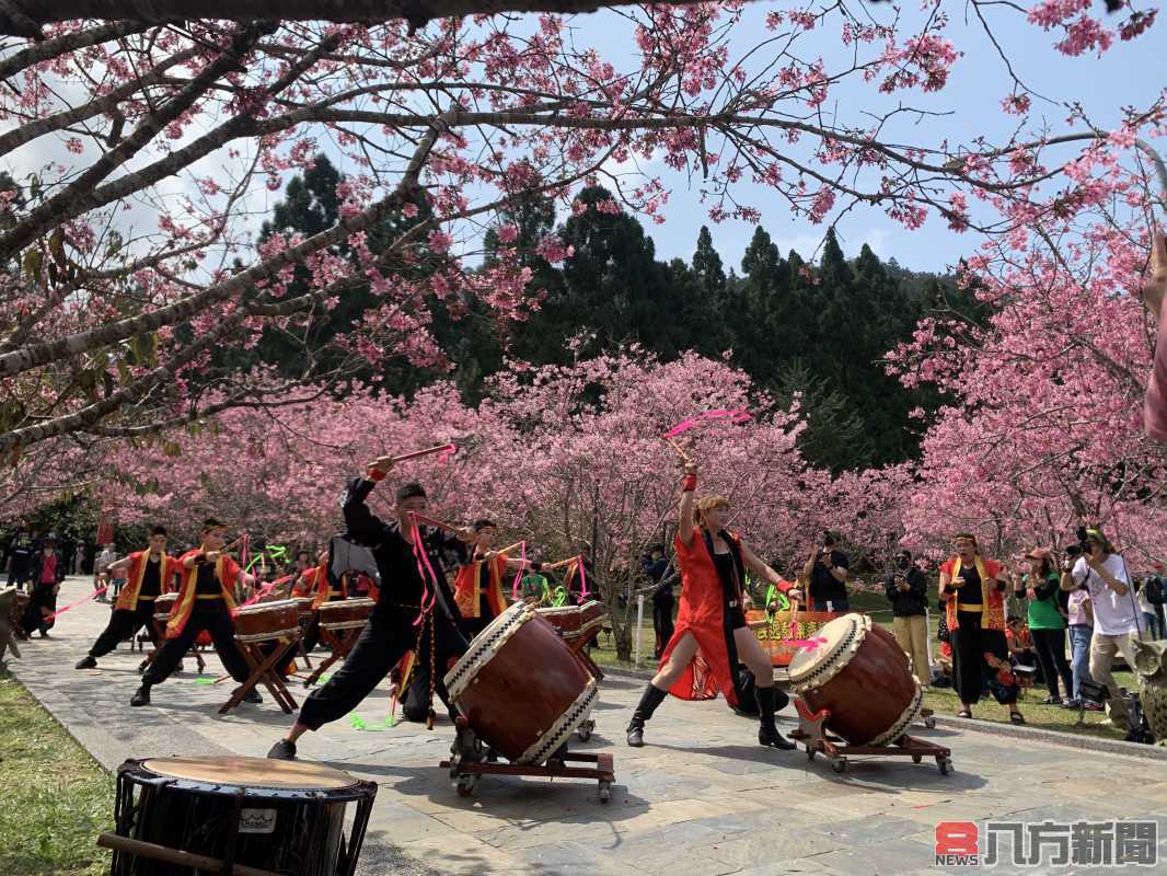 九族園櫻花祭史上少有的長花期 吉野櫻盛放紫戀薰衣草接力展開