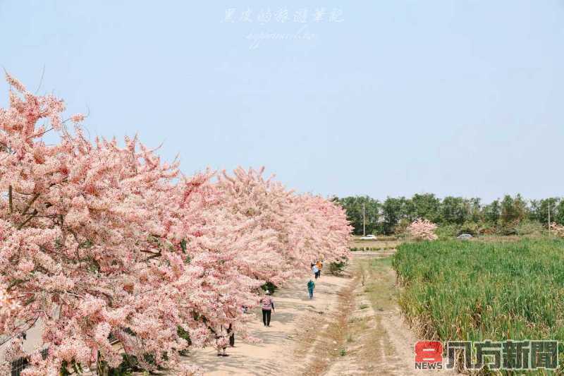 一步步踏上花旗木步道 體驗台南的浪漫春日