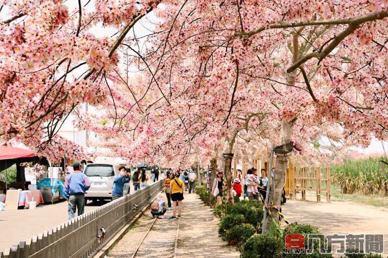 一步步踏上花旗木步道 體驗台南的浪漫春日