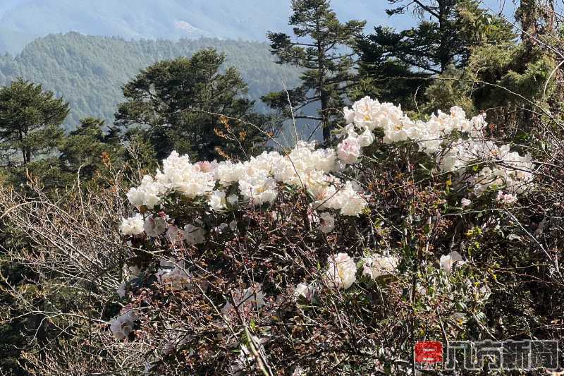 高山杜鵑接力開 合歡東峰成花海