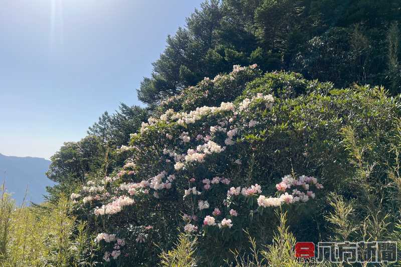 高山杜鵑接力開 合歡東峰成花海