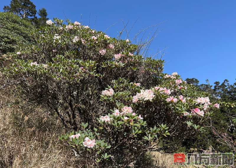 高山杜鵑接力開 合歡東峰成花海