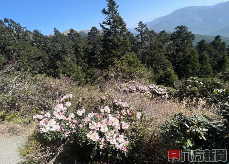 高山杜鵑接力開 合歡東峰成花海