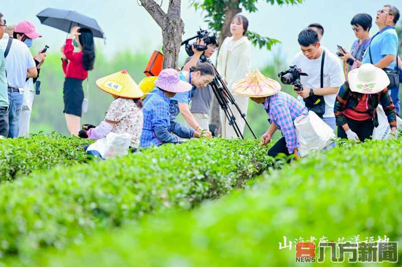 兩岸融媒體採訪團賞幽蘭 創業達人分享臺資臺技助力清流蘭花王國