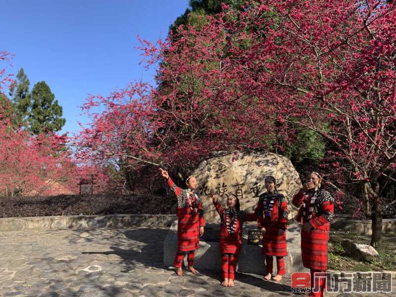 九族櫻花祭 早鳥優惠、花季套票限時線上開搶 現在買最划算