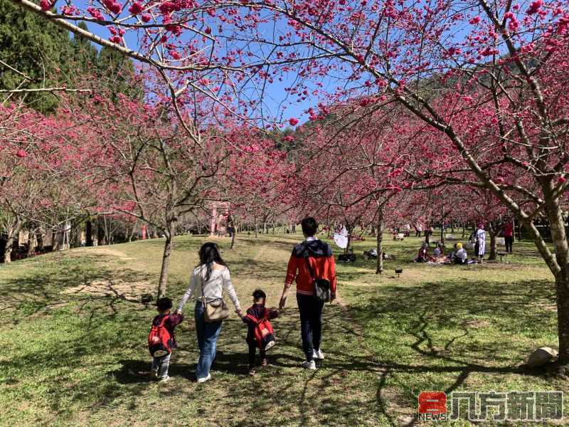 九族櫻花祭 早鳥優惠、花季套票限時線上開搶 現在買最划算