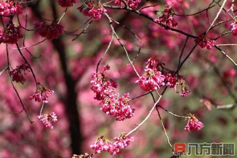 春回奧萬大賞櫻不缺席 113年2月1日起採總量管制開園