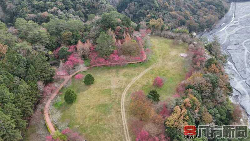 春回奧萬大賞櫻不缺席 113年2月1日起採總量管制開園