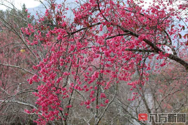 春回奧萬大賞櫻不缺席 113年2月1日起採總量管制開園