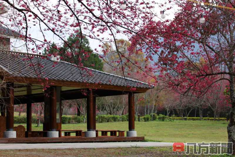 春回奧萬大賞櫻不缺席 113年2月1日起採總量管制開園