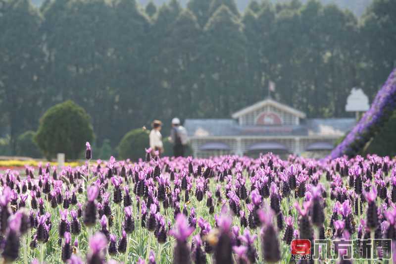 九族文化村花季不間斷《紫戀薰衣草》萬株西班牙薰衣草浪漫奇蹟登場