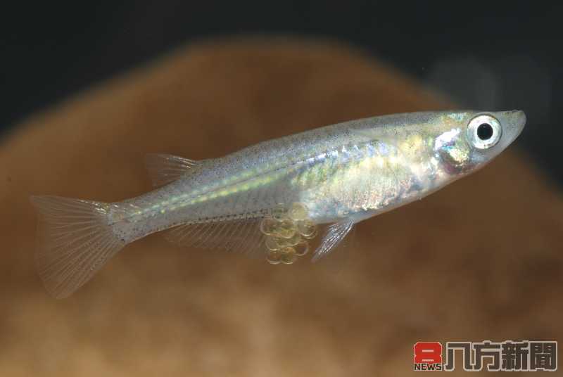 攜手社區雙連埤復育衛星濕地 中華青鱂野放重現生命力