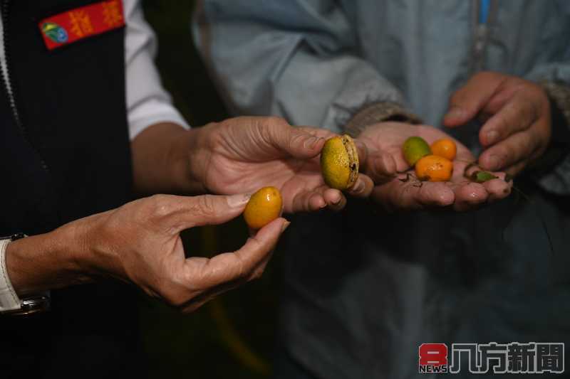 林姿妙縣長視察金柑果園並關心農友