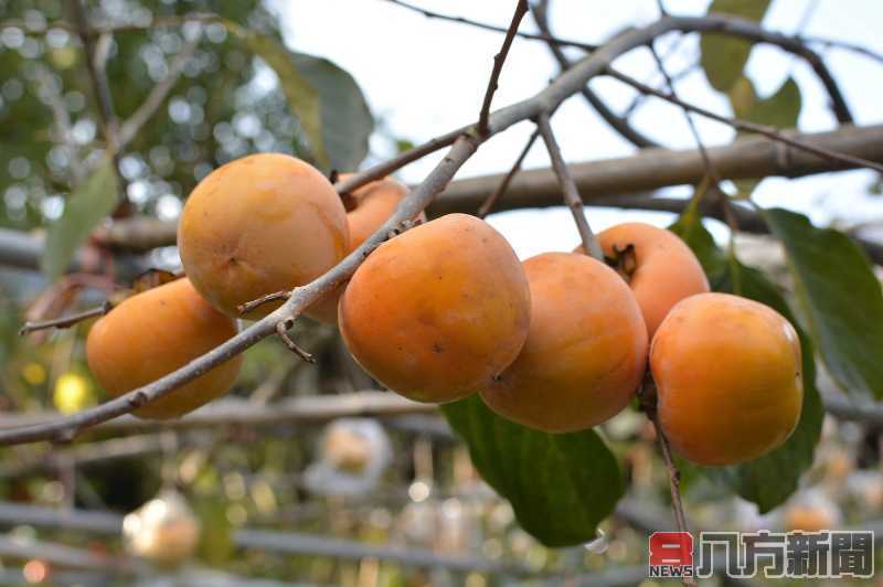秋風起柿子紅～北部柿子產區行銷活動開跑