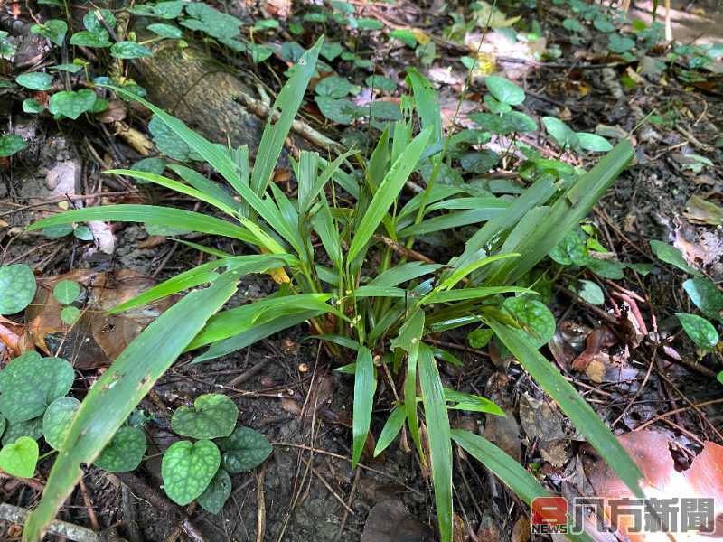 林試所國家植物園方舟計畫 囊稃竹回歸原生育地 保育成效初顯