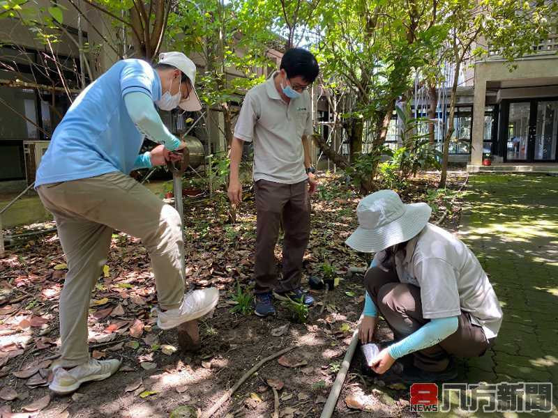 林試所國家植物園方舟計畫 囊稃竹回歸原生育地 保育成效初顯