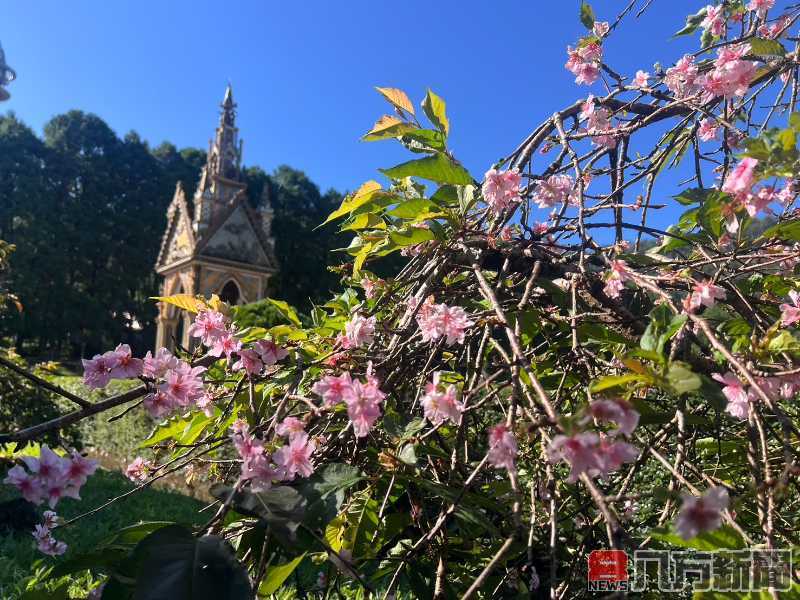 秋天的櫻花驚艷盛開 邀你搭乘山豬纜車前進九族部落花園參加秋之盛典