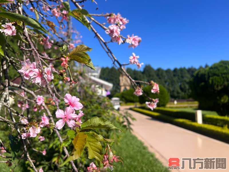秋天的櫻花驚艷盛開 邀你搭乘山豬纜車前進九族部落花園參加秋之盛典