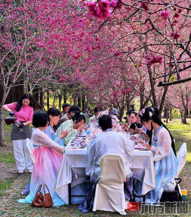 九族文化村2025櫻花祭早鳥票開賣了 春節前限時優惠條件曝光