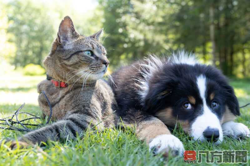鏟屎官看過來 愛牠守護牠一生 快給毛孩辦寵物身分證