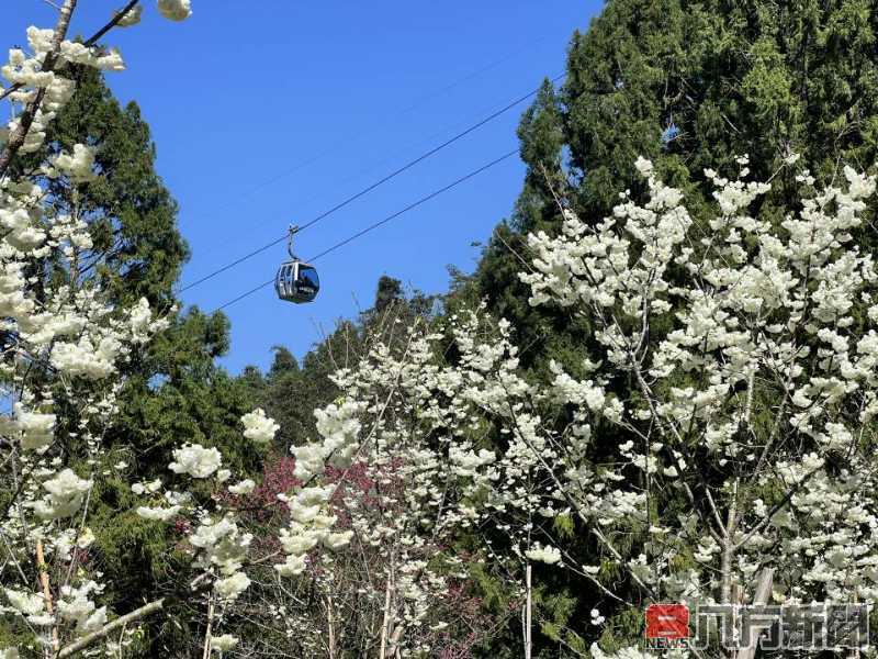 九族櫻花祭揭示最佳賞櫻期 期待浪漫花海綻放