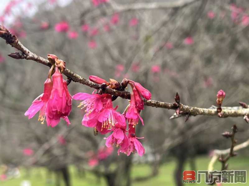 九族櫻花祭揭示最佳賞櫻期 期待浪漫花海綻放