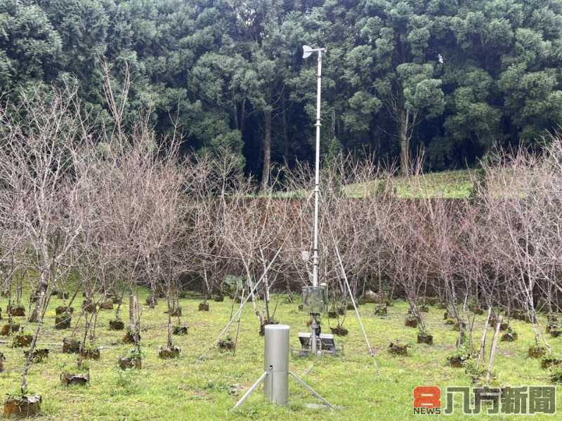 九族櫻花祭揭示最佳賞櫻期 期待浪漫花海綻放