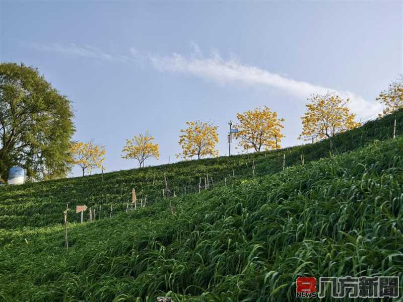 黃花風鈴木點亮彰化 春日黃金隧道美景迎賓