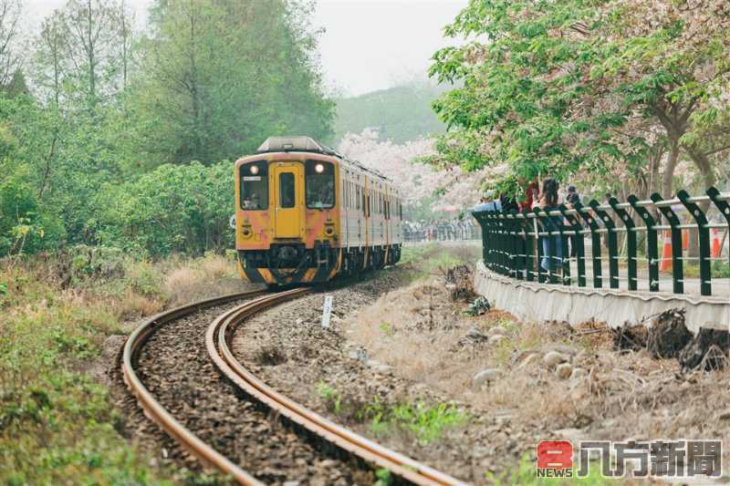 黃花風鈴木點亮彰化 春日黃金隧道美景迎賓