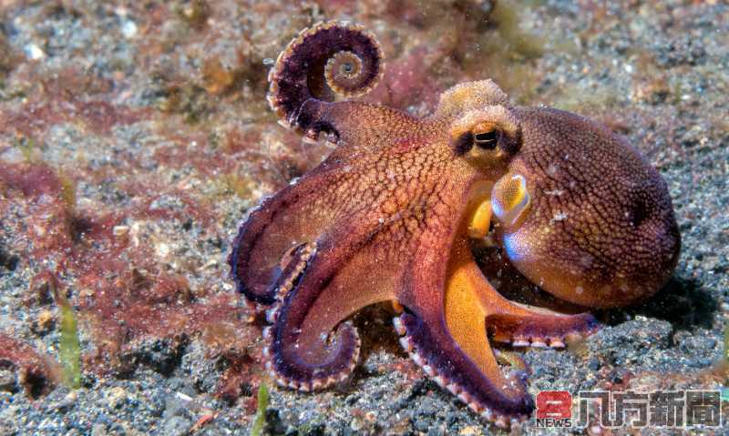 澎湖章魚禁漁期3月29日至4月12日禁止採捕、販賣等行為