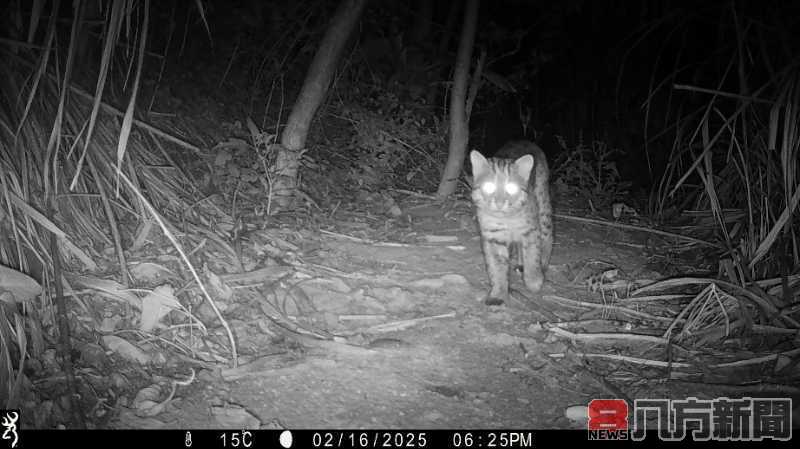 石虎現蹤！邊際土地認養串聯國土綠網守護淺山野生動物的家