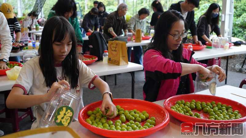 梅子節國姓梅香秘境親子採梅去 共享敲梅、客家餐趣