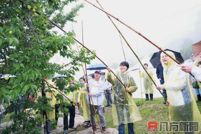 梅子節國姓梅香秘境親子採梅去 共享敲梅、客家餐趣