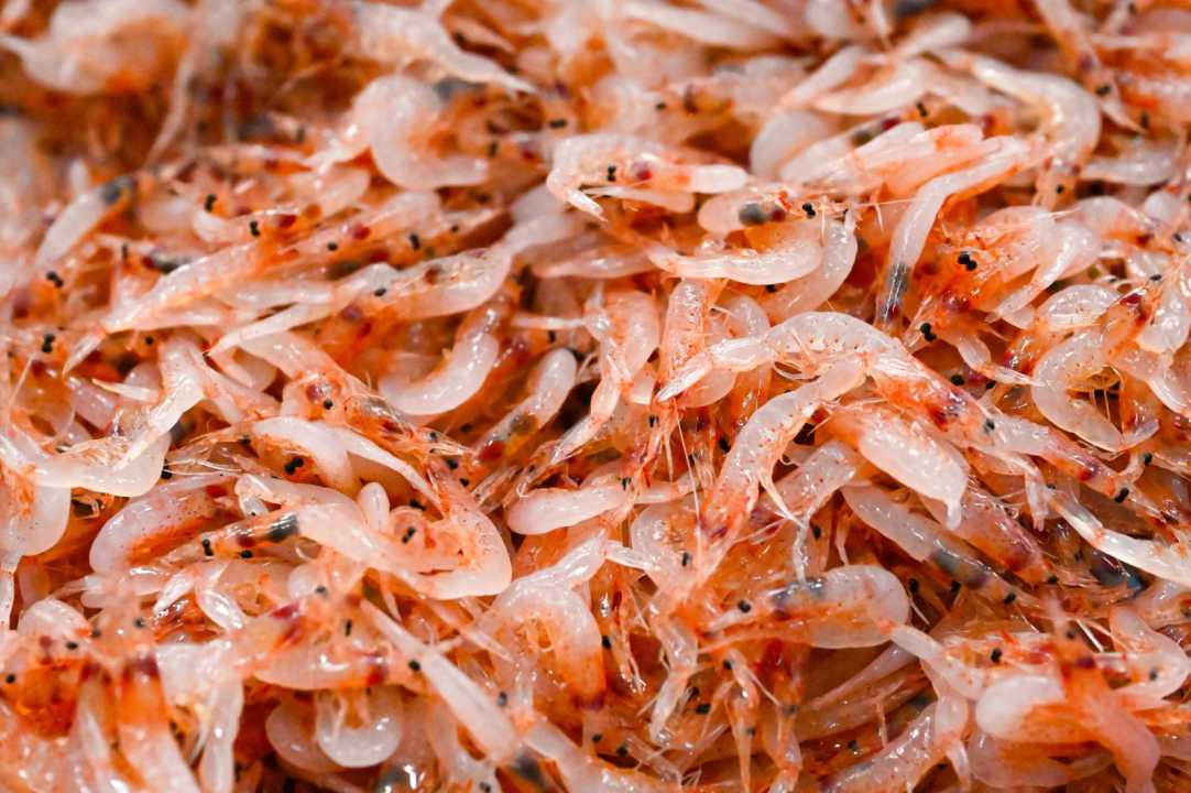 東港櫻花蝦拍賣場通過HACCP 系統驗證 打造現代化拍賣市場新標竿-圖片2