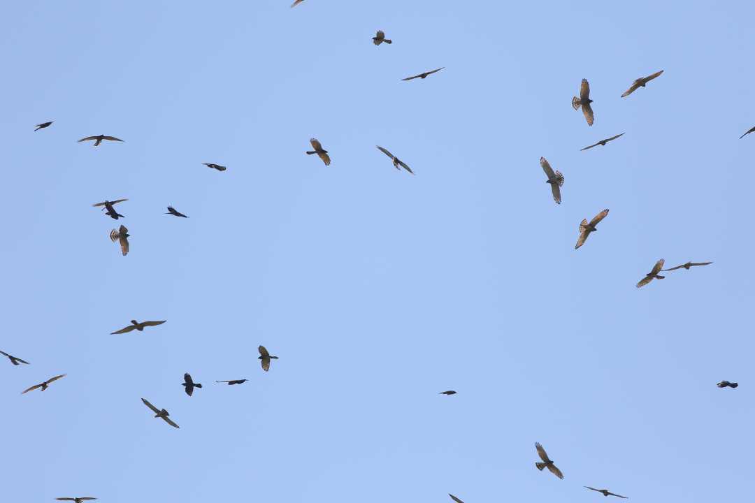 2026鷹揚八卦賞鷹活動「八卦松林大角頭」帶你探索生物奧秘-圖片2