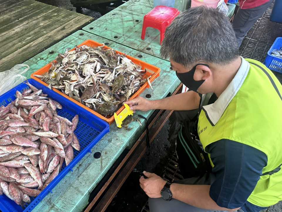 護育海洋資源永續 8月1日起全面禁止捕撈、販售抱卵母蟹 違者最高罰15萬元-圖片1