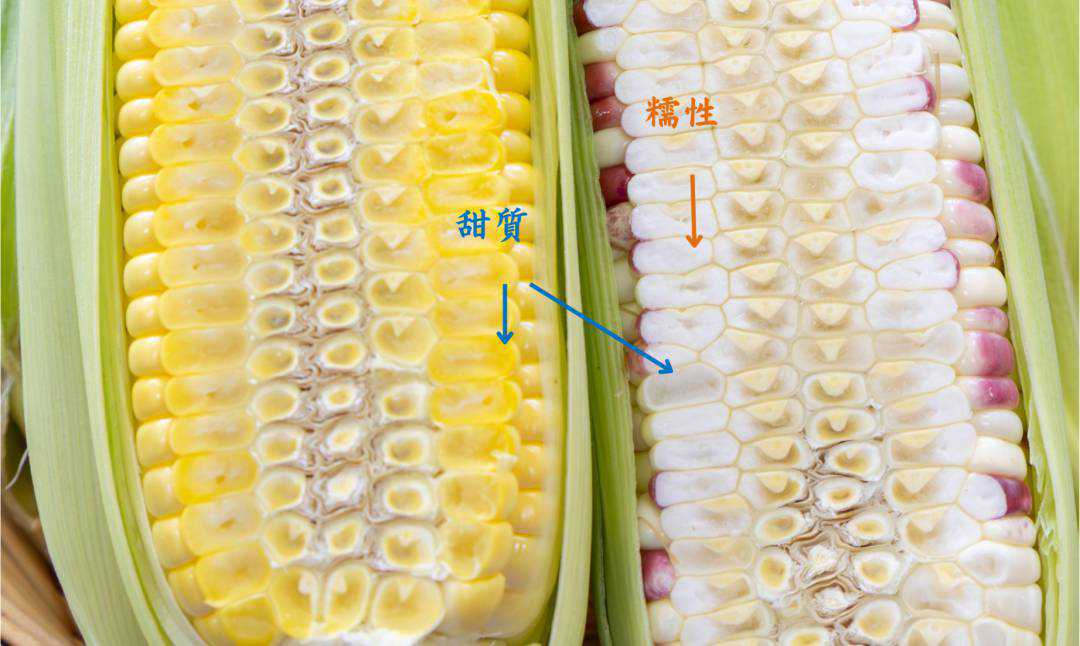 鮮食玉米市場吹起「甜糯風」台南場積極布局新品種育種