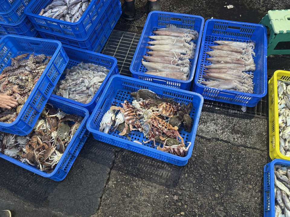 護育海洋資源永續 8月1日起全面禁止捕撈、販售抱卵母蟹 違者最高罰15萬元-圖片2
